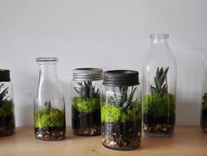 How Does a Terrarium Work