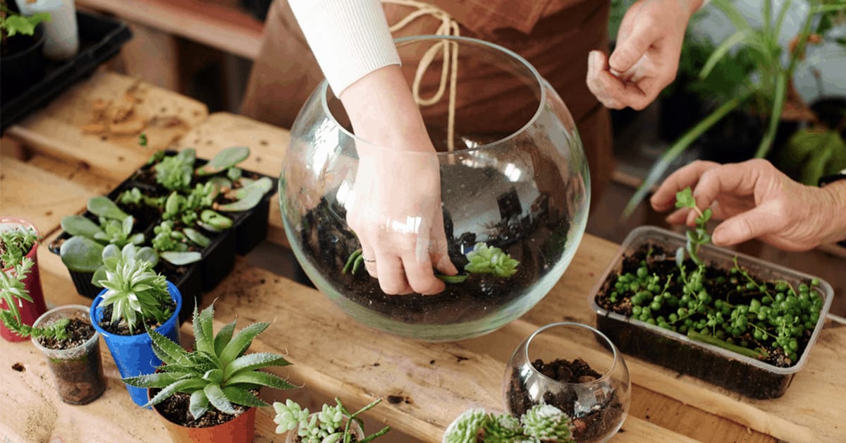 You need these layers in your terrarium – Planted Glass Terrariums