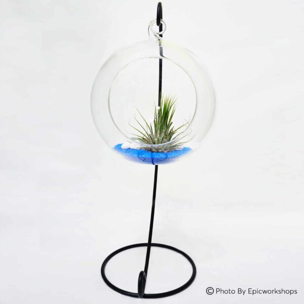 Terrarium Assorted Series - TAS 01 - Ecoponics Singapore